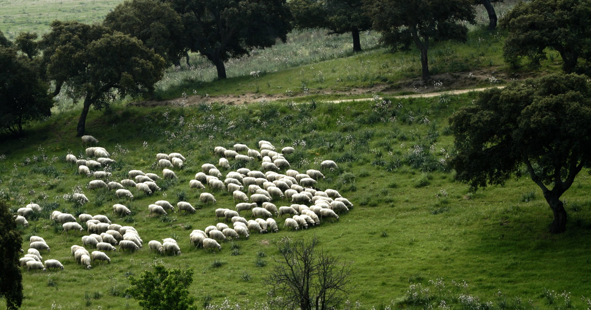 Vallata di Bonaera — Pecore al pascolo nella campagna sarda