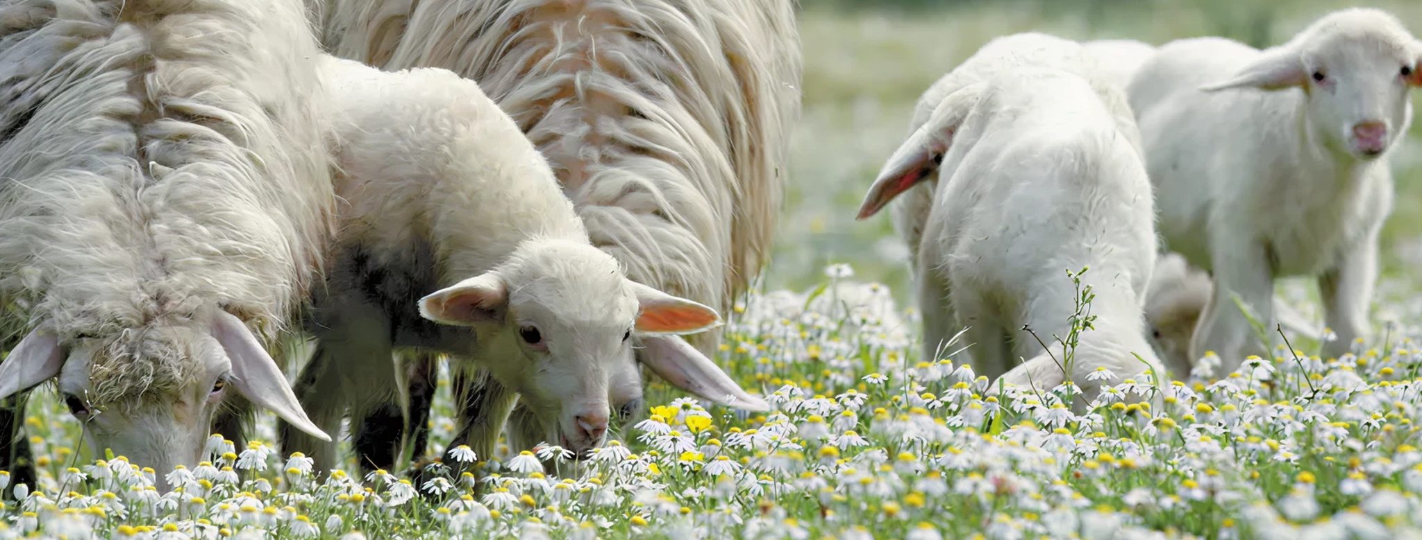 Pecore al pascolo nel verde tra le margherite, Sedilo